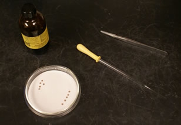 An image of a Petri dish soaked in chloroform displaying a dot grid.