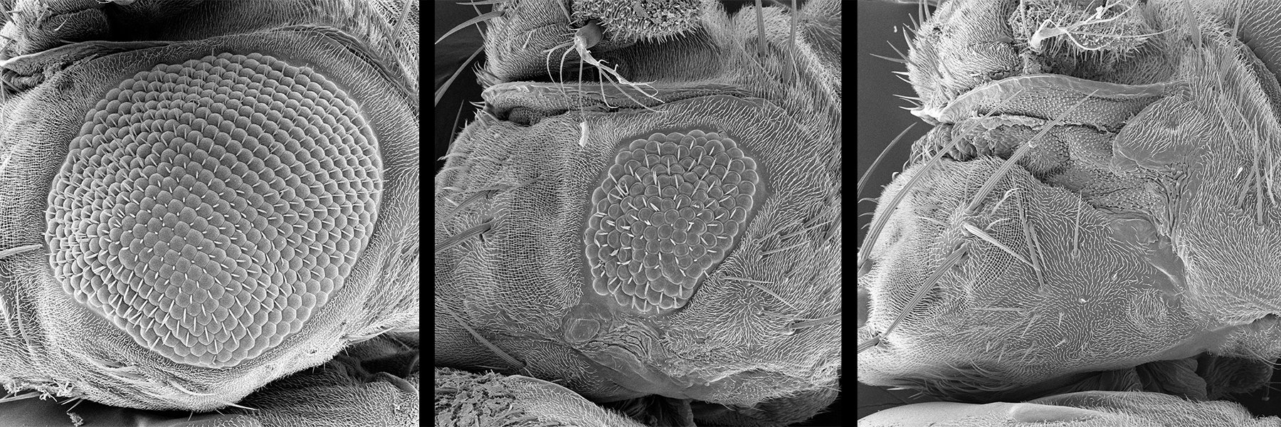 SEM image of fruit fly compound eyes from the laboratory of Justin Kumar.  The leftmost image is a wild type eye while the other two are mutants that have fewer (middle image) and no (leftmost image) ommatidia.