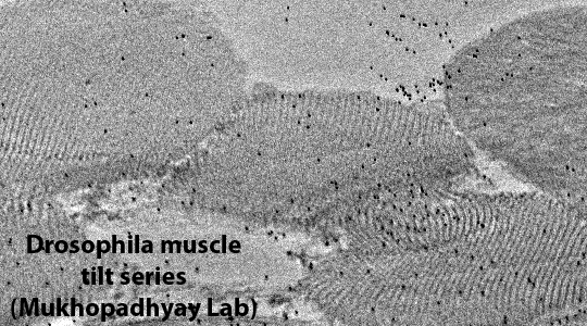 A moving image showing the drosophila muscle tilt series.