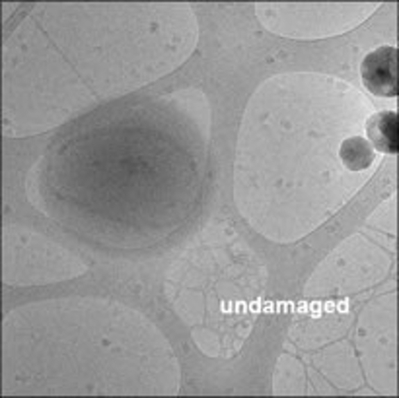 An image of a biological sample undamaged from electron dose exposure.