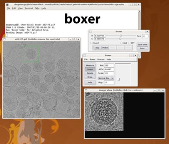A screenshot of the EMAN1 software using the boxer display program to examine a dm3 image.