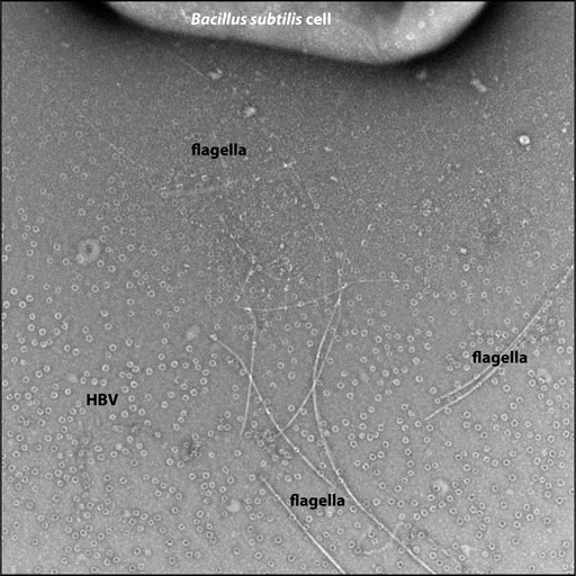 A microscopic image of a bacillus subtilis cell displaying the location of its flagella and the HBV capsids.