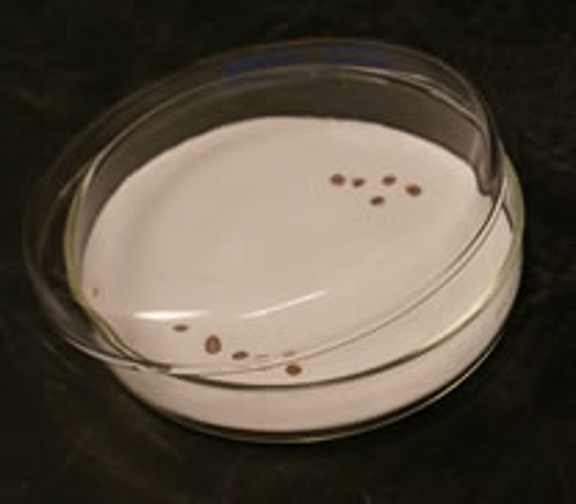 A close-up image of a Petri dish displaying a dot grid.